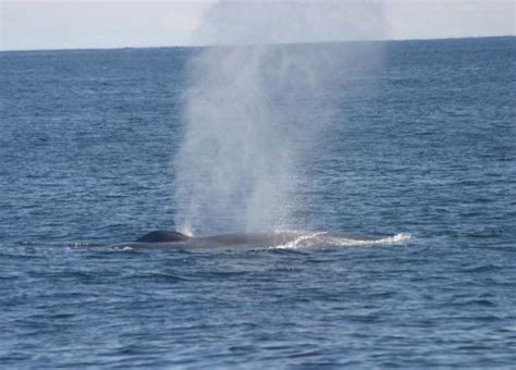 See Baleen Whales In This Image Gallery