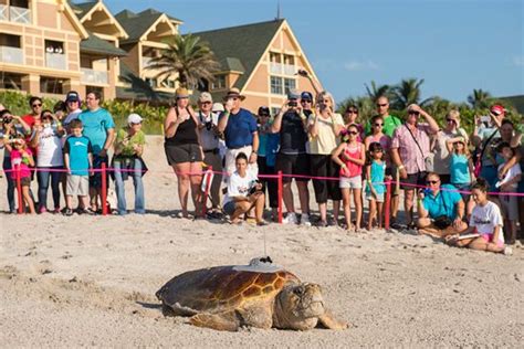 Go turtles, go! Sea turtles return to the Sea and cheered on by Disney ...