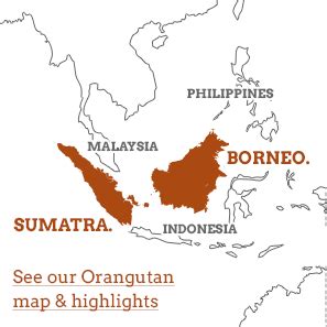 Sumatran Orangutan Map