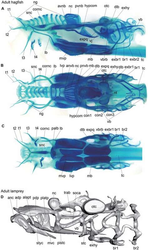 Hagfish Anatomy