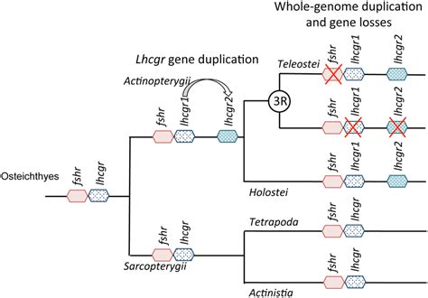 Origin and evolution of duplicated lhcgr in actinopterygians.... | Download Scientific Diagram