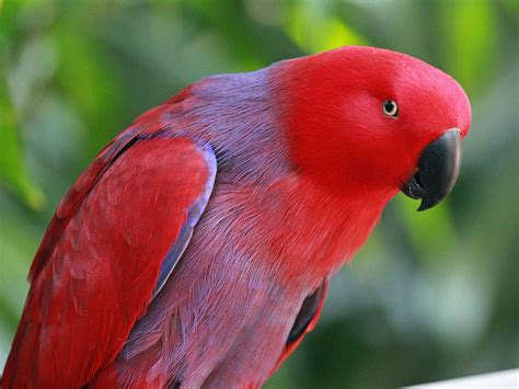 Eclectus Parrots As Pets - Cockatiels As Pets