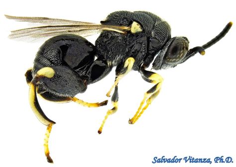 Hymenoptera-Chalcididae-Brachymeria-Chalcidid Wasps (A) - Urban Programs - El Paso County