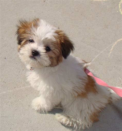 How Big Does A Shih Tzu Bichon Mix Get