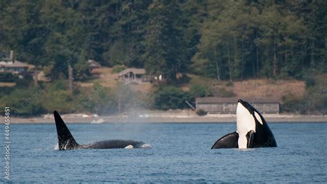 Orca Spy Hop Off San Juan Islands Stock Photo | Adobe Stock