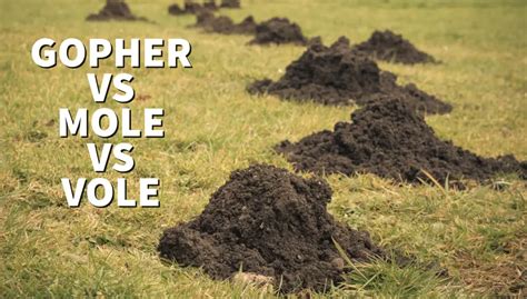 Gopher Mound vs Mole Mound vs Vole Mound | Top 5 Differences