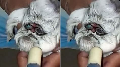 Internet goes crazy after goat born with human face goes viral!