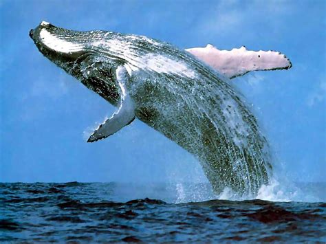 Blue Whale Wallpapers - Animals Town