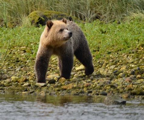 Spring Grizzly Bears | Grizzly Bear Tours & Whale Watching, Knight Inlet