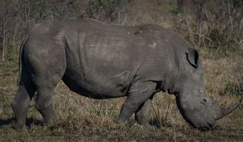 Black Rhinoceros - Facts, Diet & Habitat Information