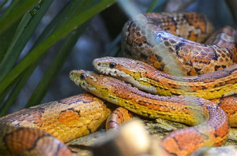 Corn Snake Habitat: What Is the Ideal Tank Setup?