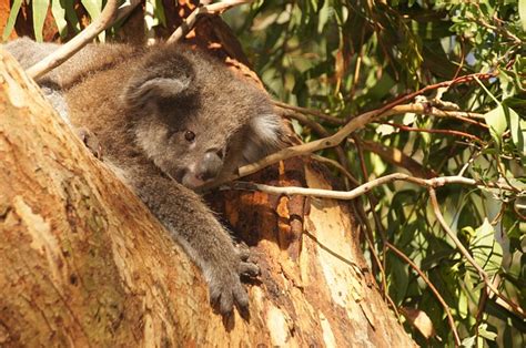 Koala Australia Bear · Free photo on Pixabay