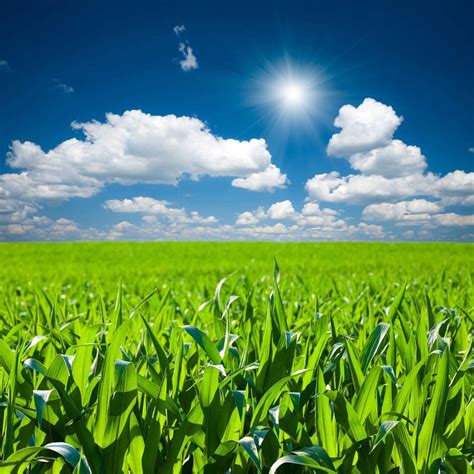 Beautiful Corn Field Wallpapers - 4k, HD Beautiful Corn Field Backgrounds on WallpaperBat