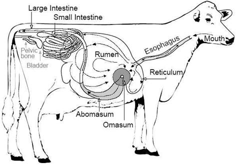 Cow Digestive System Diagram Labled Blog Archives