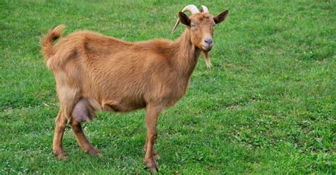 Alpine Goat Animal Facts | Capra aegagrus hircus | AZ Animals