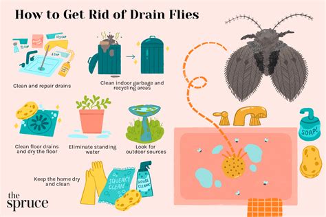 Gels To Eliminate Drain Flies - Best Drain Photos Primagem.Org