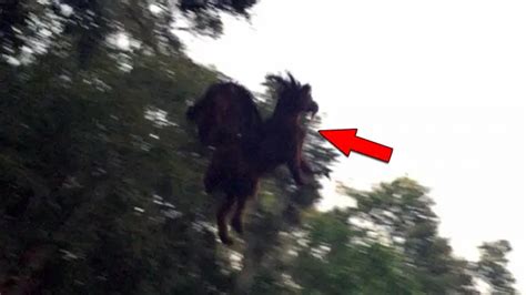 Terrifying Jersey Devil Sightings Scare Local Residents - Slapped Ham