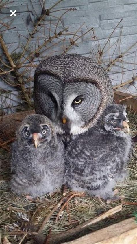 Great Grey Owl Baby