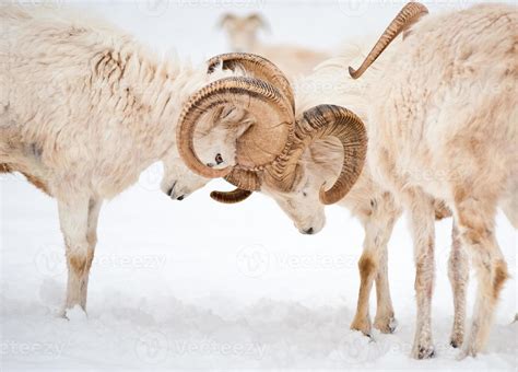 Two male Dall Sheep (Ovis Dalli) locking horns 843564 Stock Photo at Vecteezy