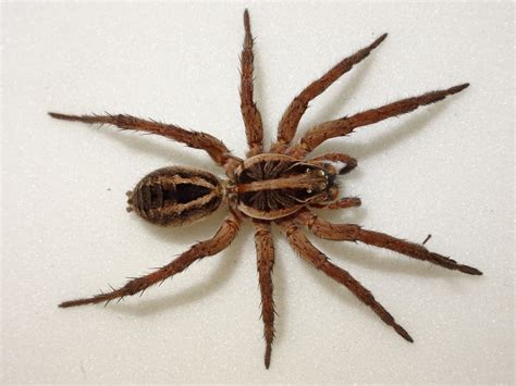 Wolf Spider Identification Chart