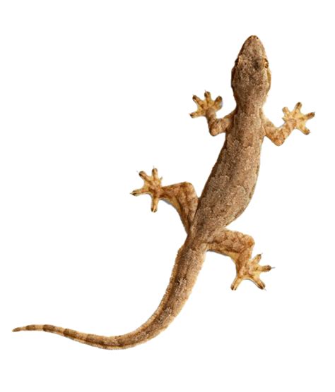 Brown Lizard PNG Clipart | PNG All