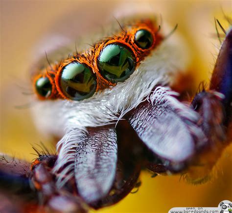 The Most Beautiful Spider in the World (20 pics) | Bored Panda