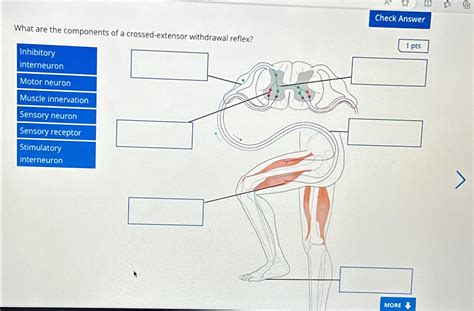 Solved What are the components of a crossed-extensor | Chegg.com