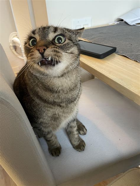 My cat makes this weird face when he’s about to get the zoomies : r/WhatsWrongWithYourCat