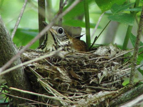 David's Photo Gallery NESTS M-Z / Wood Thrush on nest.jpg