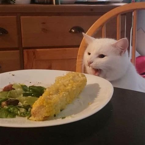 Cat Meme Salad - All templates / create meme cat crying meme salad, weeping cats memes, cat ...