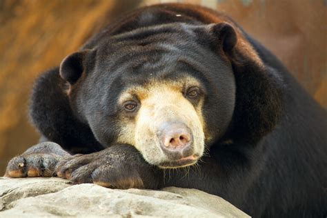 Interesting sun bears facts and the threats to their populations