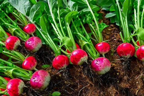 How to Grow Radishes