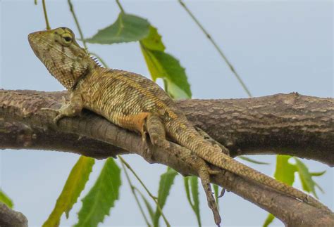 Cannundrums: Oriental Garden Lizard