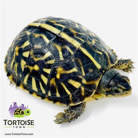 Ornate Box Turtle – The Turtle Hub