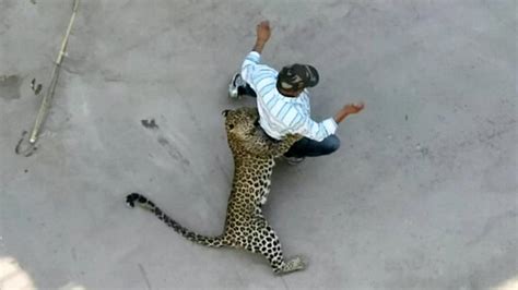 Shocking video shows terrifying leopard attack in Indian city | Fox News