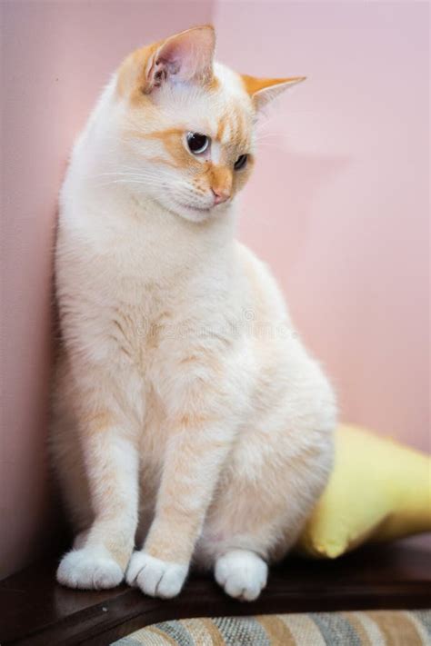 Red Point Domestic Cat Thai Siamese Portrait Stock Photo - Image of ...