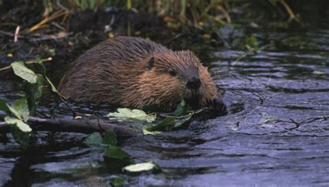 What Rodents Live in Colorado? | Sciencing