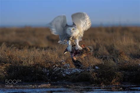 Photograph Snowy owl hunting by Norman Ng on 500px