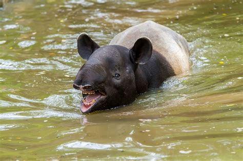 Premium Photo | Baby tapir