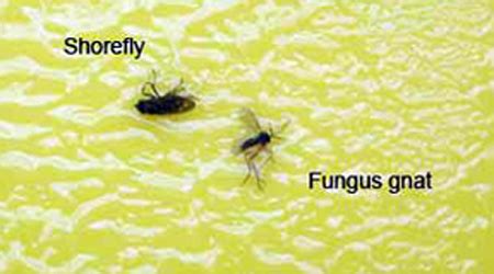 Are fungus gnats the problem with your greenhouse crop’s roots? - MSU Extension