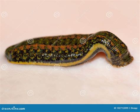 Medicinal Leech-hirudo Medicinalis Stock Image - Image of cells ...