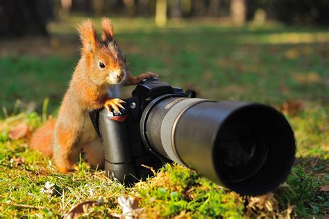 Tips for Birding and Wildlife Photography | B&H Explora