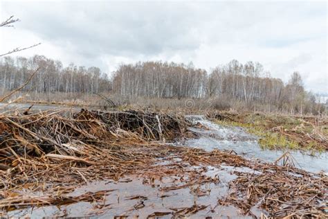 Beaver Dam. the Dam Constructed by a Beaver. House of a Beaver Stock Photo - Image of lodge ...