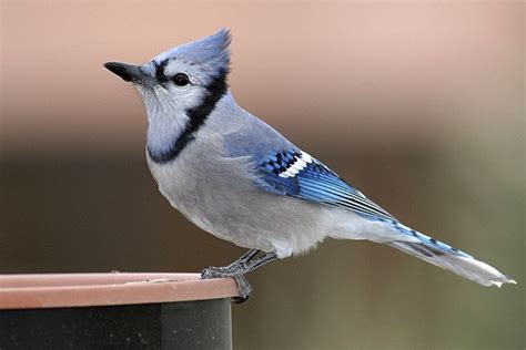 blue jay | Blue jay, Blue, Birds