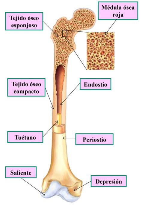 Hueso Largo Y Sus Partes