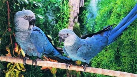 Spix’s macaw—once extinct in the wild—bounces back in Brazil - BrightVibes