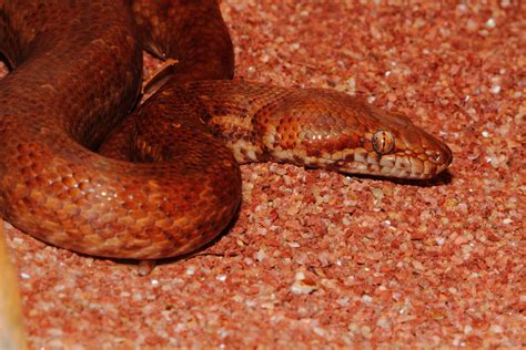 Pygmy Python, Snakes Downunder Jan 2016 - ZooChat