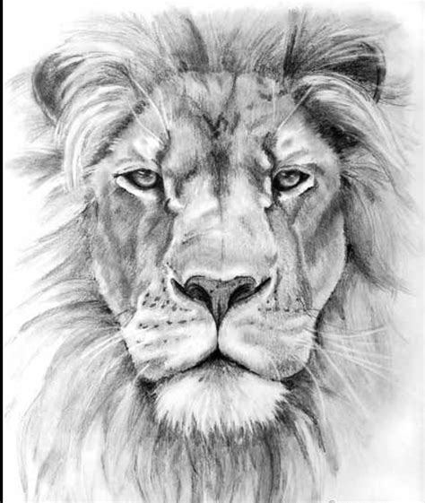 how to draw a lion face step by step Free Lion Head Drawing Download ...