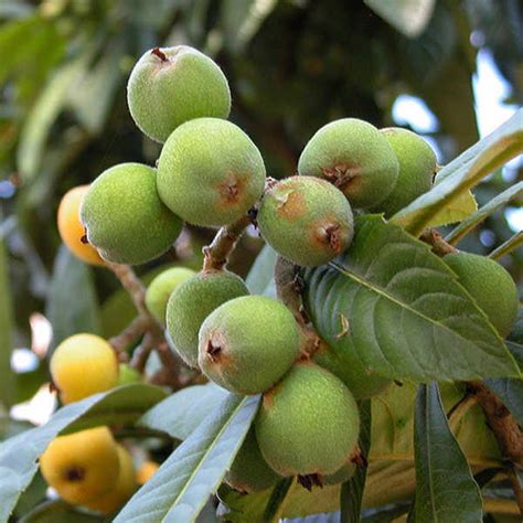 How to Grow a Loquat Tree (Eriobotrya Japonica) Successfully | Epic ...