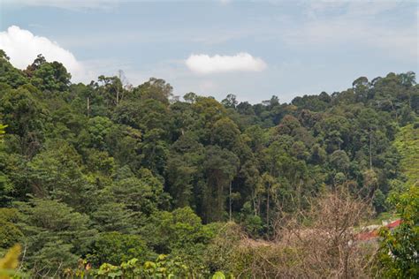 Ayer Hitam Forest Reserve, Puchong - Rainforest Journal